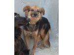DORINA, cagnolina timidina