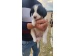 cuccioli di mamma incrocio yorkshire e pincer e il papà incrocio pincer e
