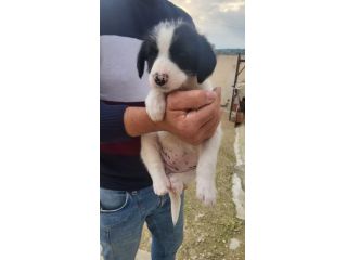cuccioli di mamma incrocio yorkshire e pincer e il papà incrocio pincer e