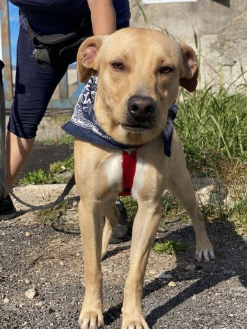 Tuono, cucciolo abbandonato vicino ad un canile - Foto 8