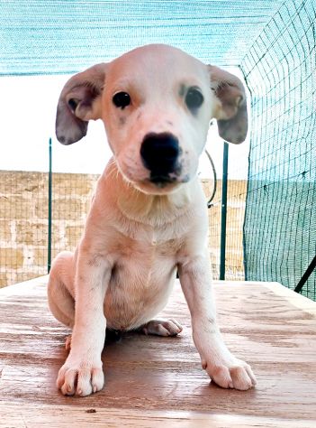 Milo e Ricky dolcissimi cuccioli in adozione - Foto 7