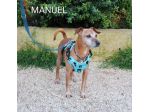 Adozione del cuore per Manuel, taglia piccola