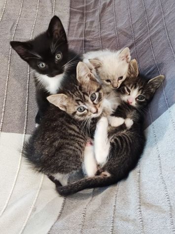 Bellissimi micetti in regalo - Foto 7
