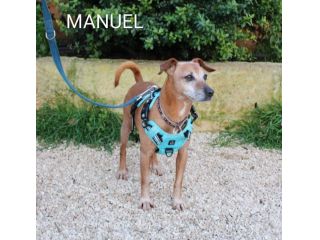 Adozione del cuore per Manuel, taglia piccola