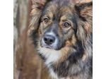Yuki meraviglioso cagnolino in adozione