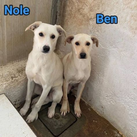 NOLE E BEN salviamoli dal canile definito CUCCIOLI IN ADOZIONE TG media contenut