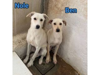 NOLE E BEN salviamoli dal canile definito CUCCIOLI IN ADOZIONE TG media contenut