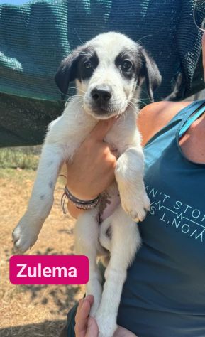 CUCCIOLI IN ADOZIONE - Foto 8
