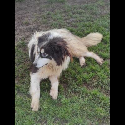 PEGGY CAGNOLINA IN ADOZIONE - Foto 5