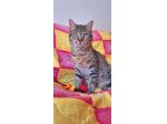 Dolcissimo gattino di soli 6 mesi