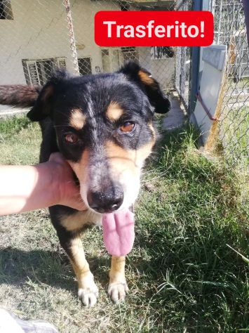 GATSBY CAGNOLINO IN ADOZIONE - Foto 3