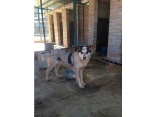 PICCOLO, giovane cagnolino URGENTE