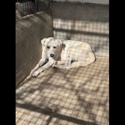 LUCIANO UNA FOTO PER CAMBIARE IL SUO DESTINO CANE IN ADOZIONE - Foto 2