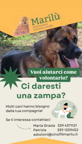 HANNO SOLO TANTA VOGLIA DI TENEREZZA - Foto 5
