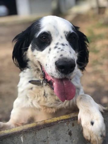 CEDRIC, SETTER INGLESE, UNA MERAVIGLIA CHE CERCA CASA, CANE IN ADOZIONE - Foto 3
