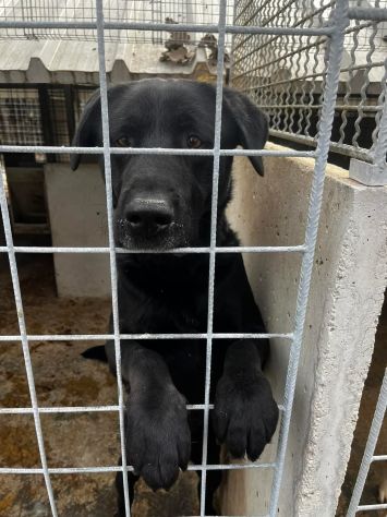 SIRIUS FANTASTICO MIX LABRADOR CANE IN ADOZIONE - Foto 3