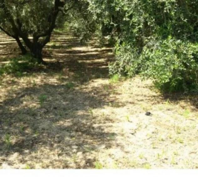 Immobile in asta di 5649 m² in vendita a Fonni - Foto 12