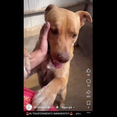 Il dolce Freesby cerca casa cane in adozione - Foto 3