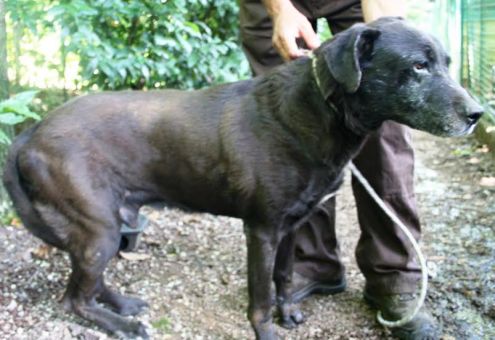 DINO E DINA, adozione del cuore - Foto 4