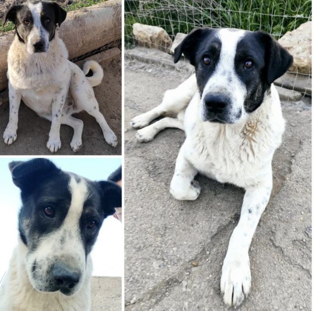 Speedy un cucciolone da sogno non ha ancora trovato casa