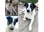 Speedy un cucciolone da sogno non ha ancora trovato casa