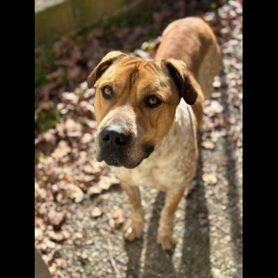 CASPER TRASFERITO E DIMENTICATO; CANE IN ADOZIONE