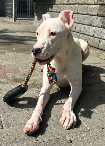 ALBINO DOGO ARGENTINO