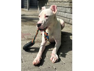 ALBINO DOGO ARGENTINO