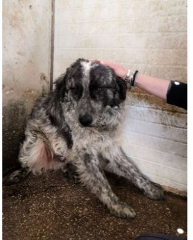 Yali 5anni kg25 vissuto in 1lager. PROV.PAVIA - Foto 7