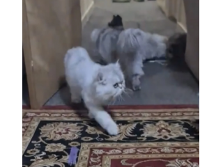 stupendi gattini di Persiano