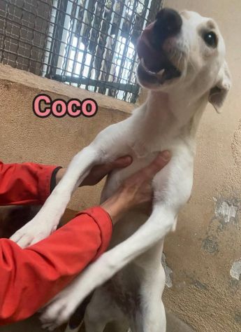 COCO, IGMA, JASMIN CUCCIOLE IN ADOZIONE - Foto 7