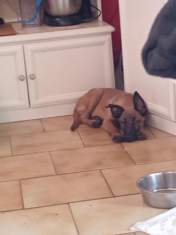 Cane pastore belga malinois