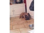 Cane pastore belga malinois
