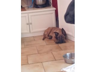 Cane pastore belga malinois