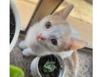 Bijou gattina