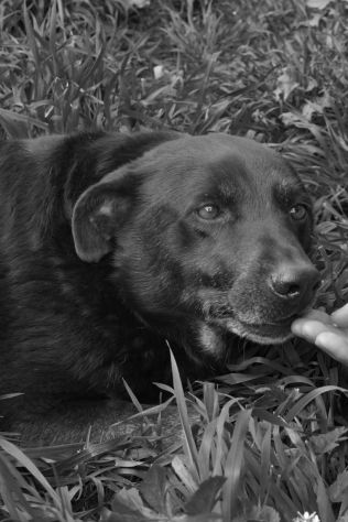 Amos da cucciolo vive in canile - Foto 2