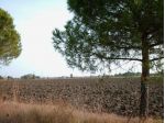 Area verde in vendita a Rimini