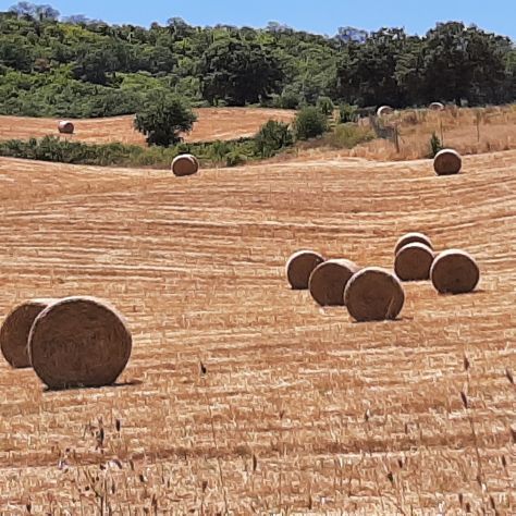 FIENO E PAGLIA IN ROTOBALLE - Foto 3