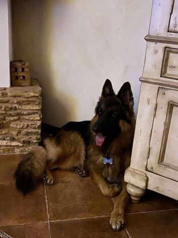 Pastore Tedesco 7 anni cerca casa - Foto 4
