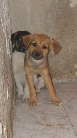 CUCCIOLE 2 MESI taglia media contenuta SONO IN STRADA - Foto 4