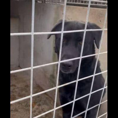 SIRIUS MIX LABRADOR CANE IN ADOZIONE - Foto 4