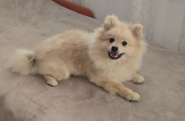 Volpino di pomerania - Foto 2