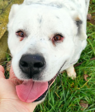 CANE IN ADOZIONE: AMELIE, una vita di briciole. - Foto 7