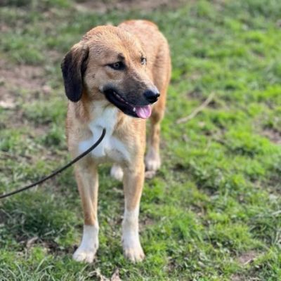 I CUCCIOLI DIMENTICATI ZACK e ZELDA tg medio contenuta, cane in adozione - Foto 9