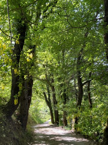 Affittasi ampia luminosa stanza con bagno privato in contesto immerso nel natura - Foto 5