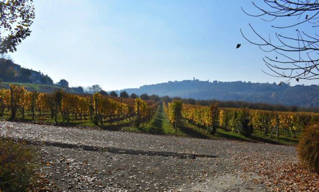 Le Langhe - I Vigneti - Il Vino ... - Foto 2