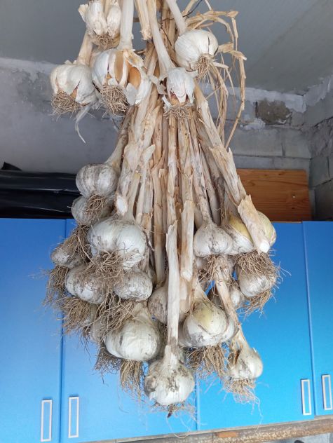 Aglione da semina o consumazione