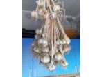 Aglione da semina o consumazione
