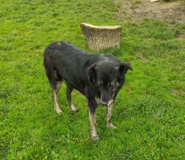 CAGNOLINA IN ADOZIONE: ALMA, materna ed amorevole - Foto 7
