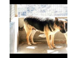 OFELIA, la speranza di essere salvata dal canile eterno,  cagnolina in adozione